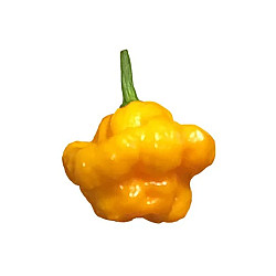 Piments scotch bonnet - 5LBS