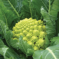 Brocoli romanesco frais - 12 unités