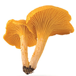 Champignon chanterelle - 1KG