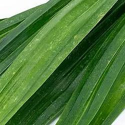 Feuille de pandan - 1KG - Vietnam