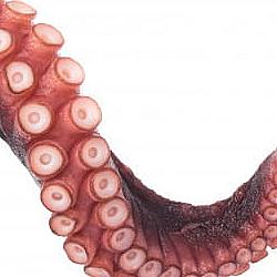Tentacules de pieuvre Andalousie T4 - 2KG