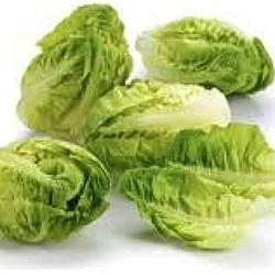 Laitue ''Little gem'' - 10X6 unitées