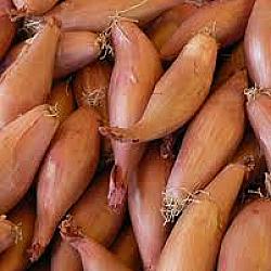 Échalottes Cuisse de poulet - 10LB