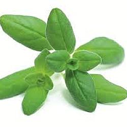 Origan frais - 12 bouquets