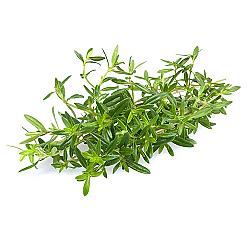 Sarriette fraiche - 12 bouquets