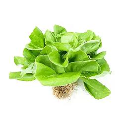 Laitue boston hydro - unitée