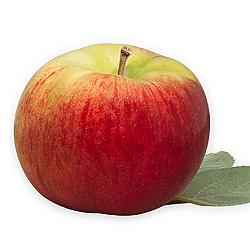 Pommes cortland - 3LB