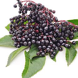 Sureau surgelé - 2KG